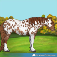 Horse Color:Chestnut Sabino Tobiano Near Leopard 