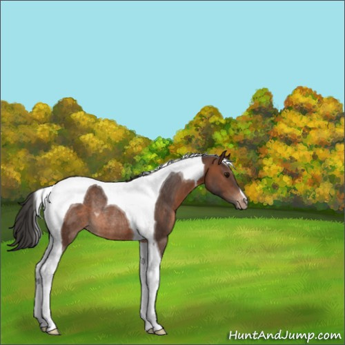 Horse Color:Brown Tobiano Appaloosa Rabicano 