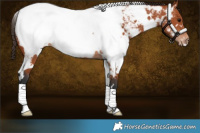Horse Color:White Spotted Bay Appaloosa 