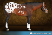 Horse Color:Bay Appaloosa 