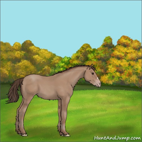 Horse Color:Classic Champagne 