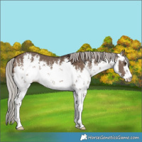 Horse Color:White Spotted Silver Brown Dun