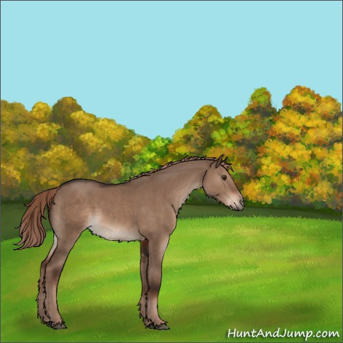 Horse Color:Liver Red Dun 