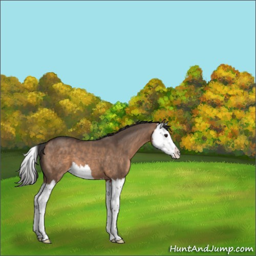 Horse Color:Bay Dun Splash 