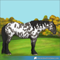 Horse Color:Gray Grullo Appaloosa 