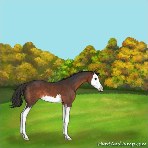 Horse Color:Brown Sabino Splash 