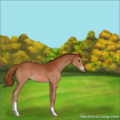 Horse Color:Chestnut 