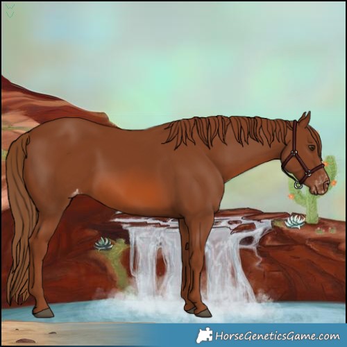 Horse Color:Chestnut Appaloosa 