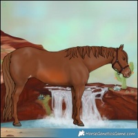 Horse Color:Chestnut Appaloosa 