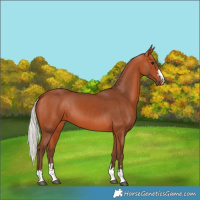 Horse Color:Silver Bay 