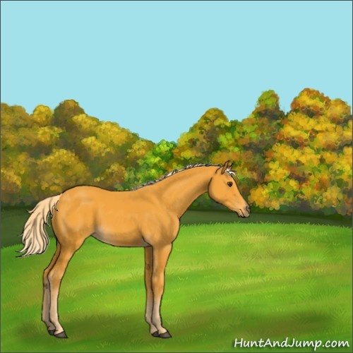 Horse Color:Palomino 
