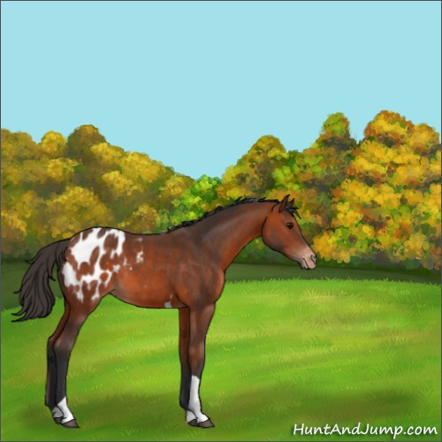 Horse Color:Bay Tobiano Appaloosa Rabicano 