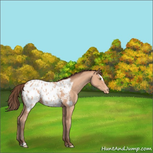 Horse Color:Amber Champagne Sabino Appaloosa 