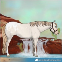 Horse Color:Smoky Creme Roan Dun Appaloosa 