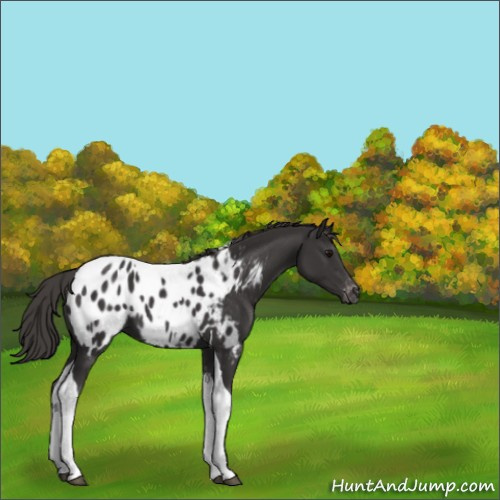 Horse Color:Smoky Black Tobiano Appaloosa 
