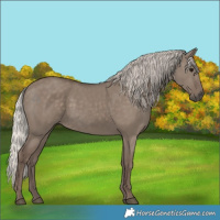 Horse Color:Silver Grullo 