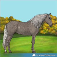 Horse Color:Silver Smoky Black 