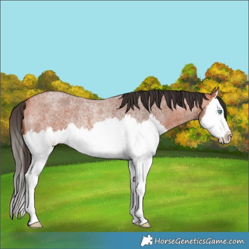 Horse Color:Bay Roan Splash Rabicano 