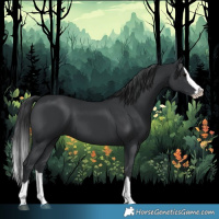 Horse Color:Black Splash