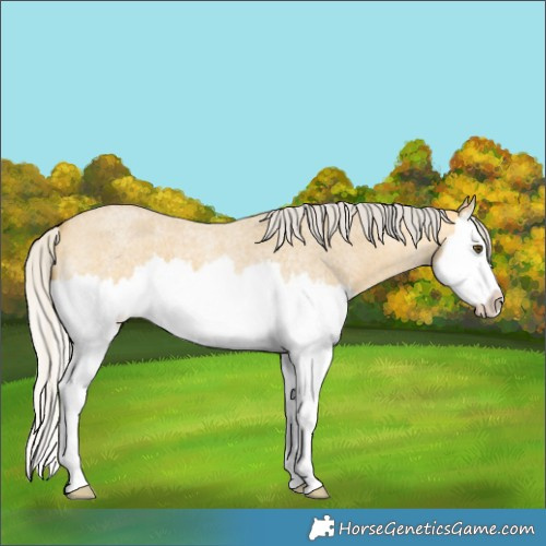 Horse Color:Silver Buckskin Roan Dun Splash 