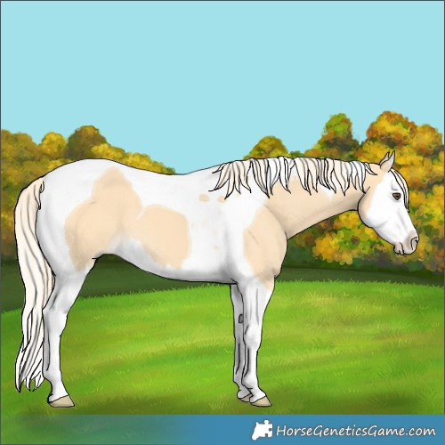 Horse Color:Palomino Dun Splash Tobiano 