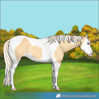 Horse Color:Palomino Dun Splash Tobiano 