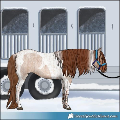 Horse Color:Red Dun Roan and Red Dun Roan Tobiano
