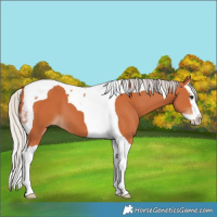Horse Color:Silver Bay Splash Tobiano 