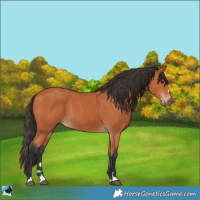 Horse Color:Bay 