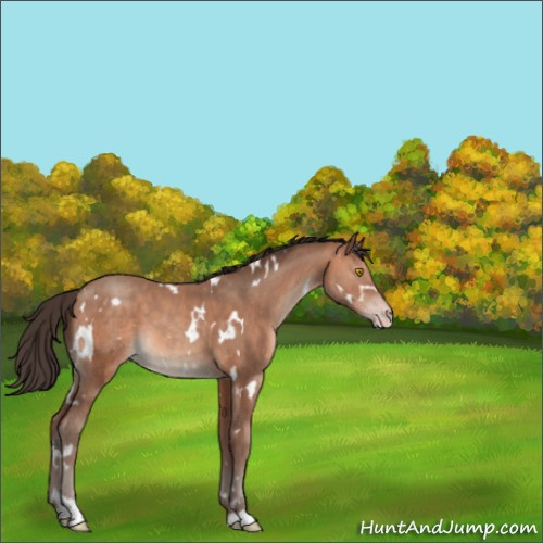 Horse Color:White Spotted Sable Champagne 