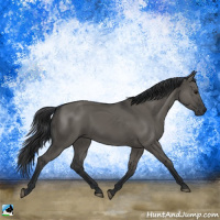 Horse Color:Grullo
