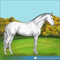Horse Color:Gray Bay Splash Tobiano