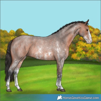 Horse Color:Bay Roan Sabino 