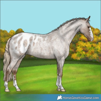 Horse Color:Chocolate Palomino Roan Appaloosa 