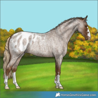 Horse Color:Chocolate Palomino Roan Appaloosa