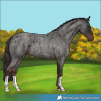Horse Color:Liver Red Roan 