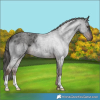 Horse Color:Liver Red Roan 