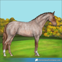 Horse Color:Red Roan 