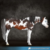 Horse Color:White Spotted Brown Splash 