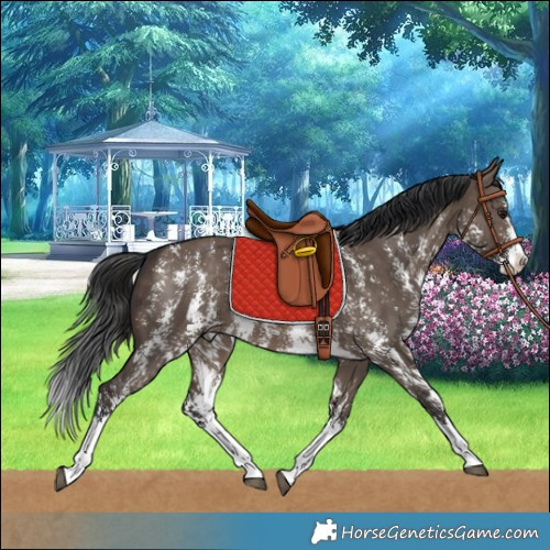 Horse Color:Brown Dun Sabino Splash Rabicano 