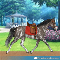 Horse Color:Brown Dun Sabino Splash Rabicano