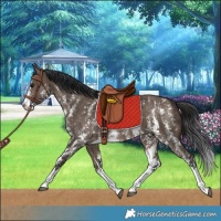 Horse Color:Brown Dun Sabino Splash Rabicano 