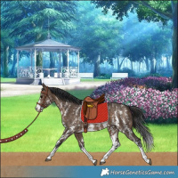 Horse Color:Brown Dun Sabino Splash Rabicano 