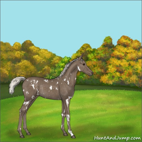 Horse Color:White Spotted Silver Smoky Black Rabicano 