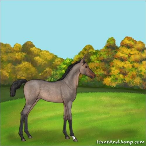 Horse Color:Brown Roan Dun Rabicano 