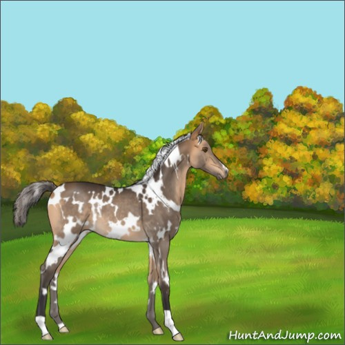 Horse Color:White Spotted Buckskin Rabicano 