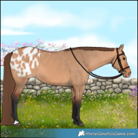 Horse Color:Bay Dun Appaloosa 