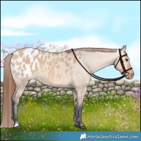 Horse Color:Bay Dun Blanket 
