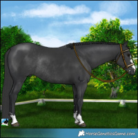 Horse Color:Black Rabicano