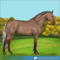 Horse Color:Silver Bay Dun